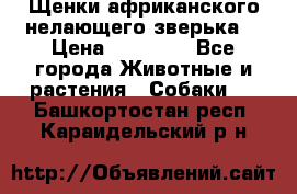 Щенки африканского нелающего зверька  › Цена ­ 35 000 - Все города Животные и растения » Собаки   . Башкортостан респ.,Караидельский р-н